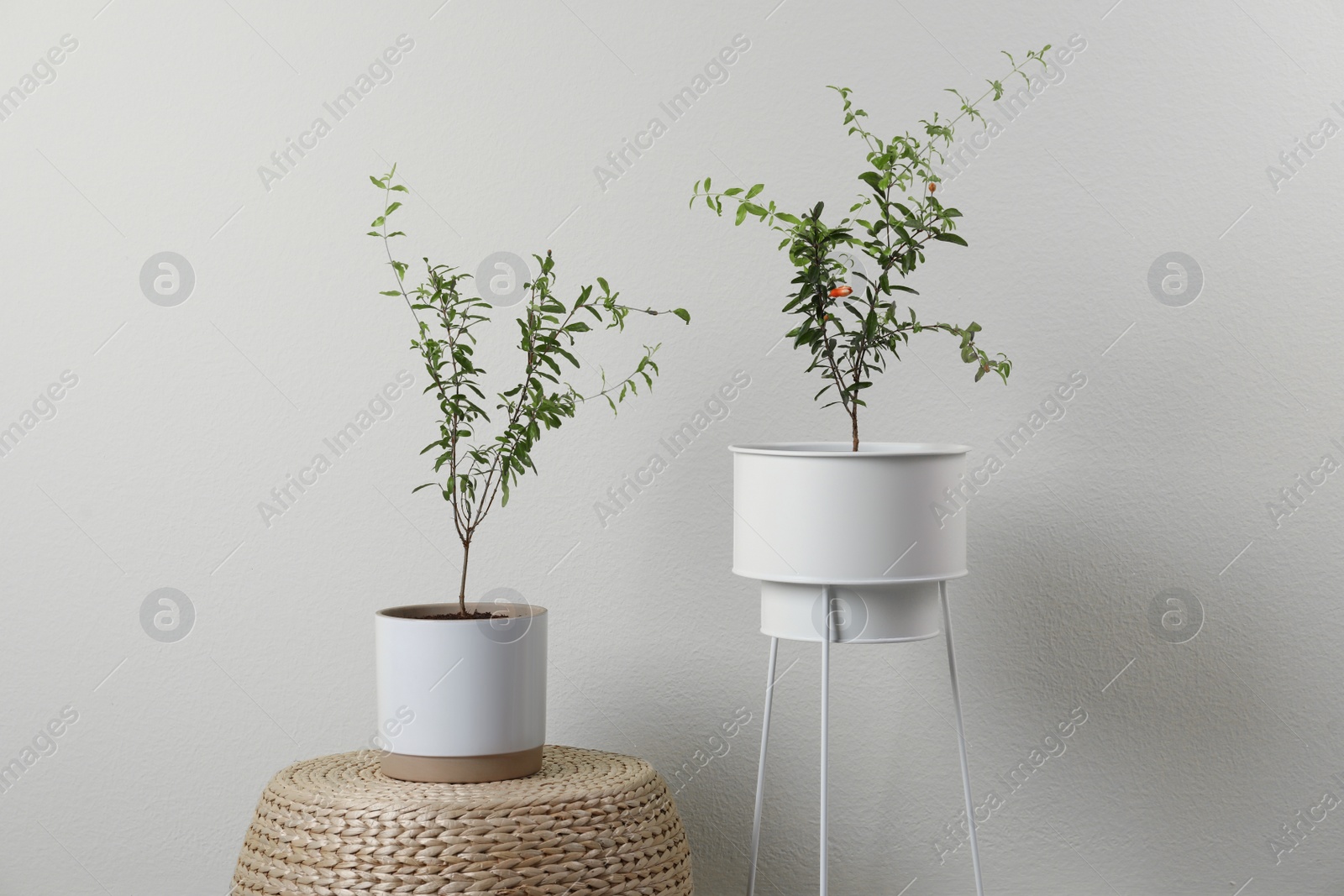 Photo of Pomegranate plants with green leaves in pots near beige wall