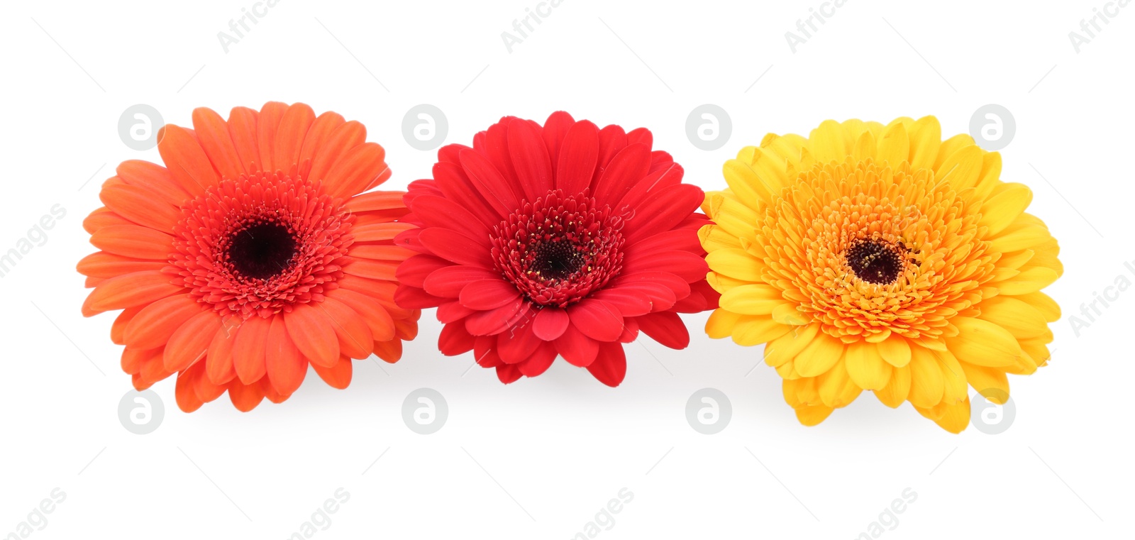 Photo of Beautiful colorful gerbera flowers isolated on white