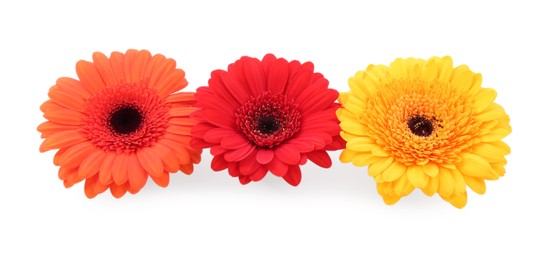 Photo of Beautiful colorful gerbera flowers isolated on white