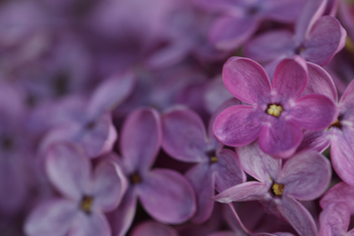 Photo of Closeup view of beautiful blossoming lilac as background