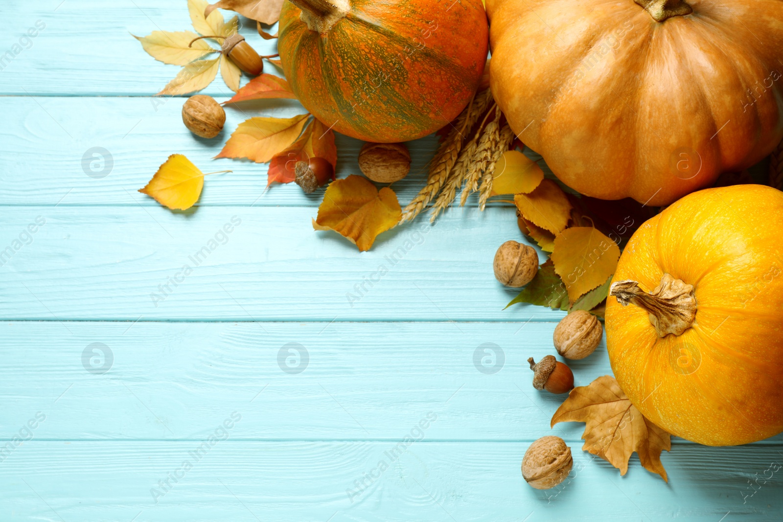 Photo of Ripe pumpkins on blue wooden background, space for text. Holiday decoration