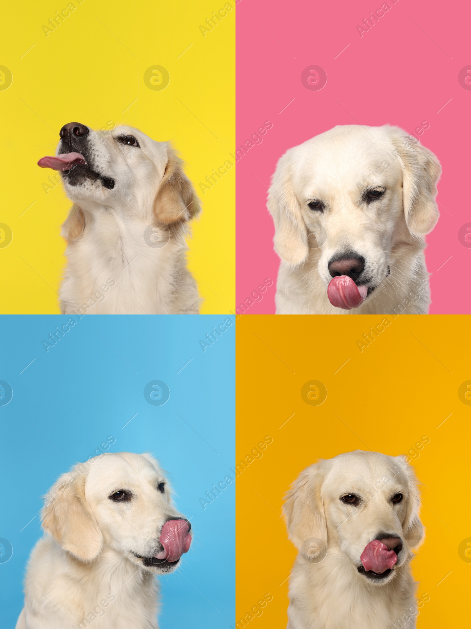 Image of Cute Labrador Retriever showing tongue, collection of photos on different colors backgrounds