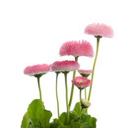 Photo of Beautiful blooming daisies against white background. Spring flowers