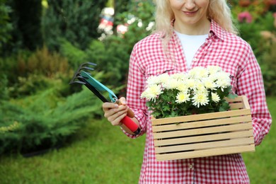 Woman holding wooden crate with chrysanthemum flowers and gardening tools outdoors, closeup. Space for text