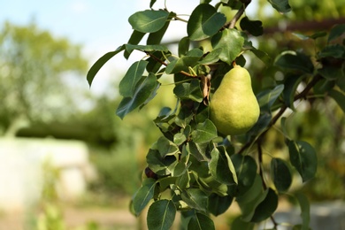 Photo of Tasty green pear ripening on branch outdoors