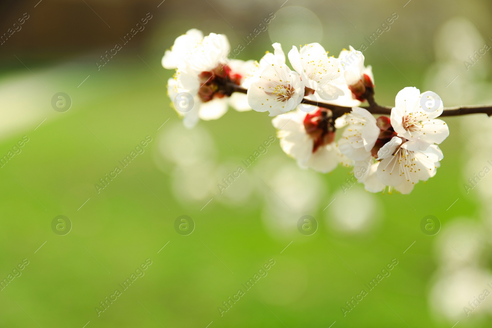 Photo of Beautiful apricot tree branch with tiny tender flowers against blurred background, space for text. Awesome spring blossom