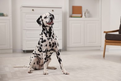Photo of Adorable Dalmatian dog sitting on rug indoors. Lovely pet