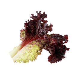 Photo of Leaf of fresh red coral lettuce isolated on white