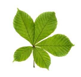 Photo of Horse chestnut tree leaf isolated on white
