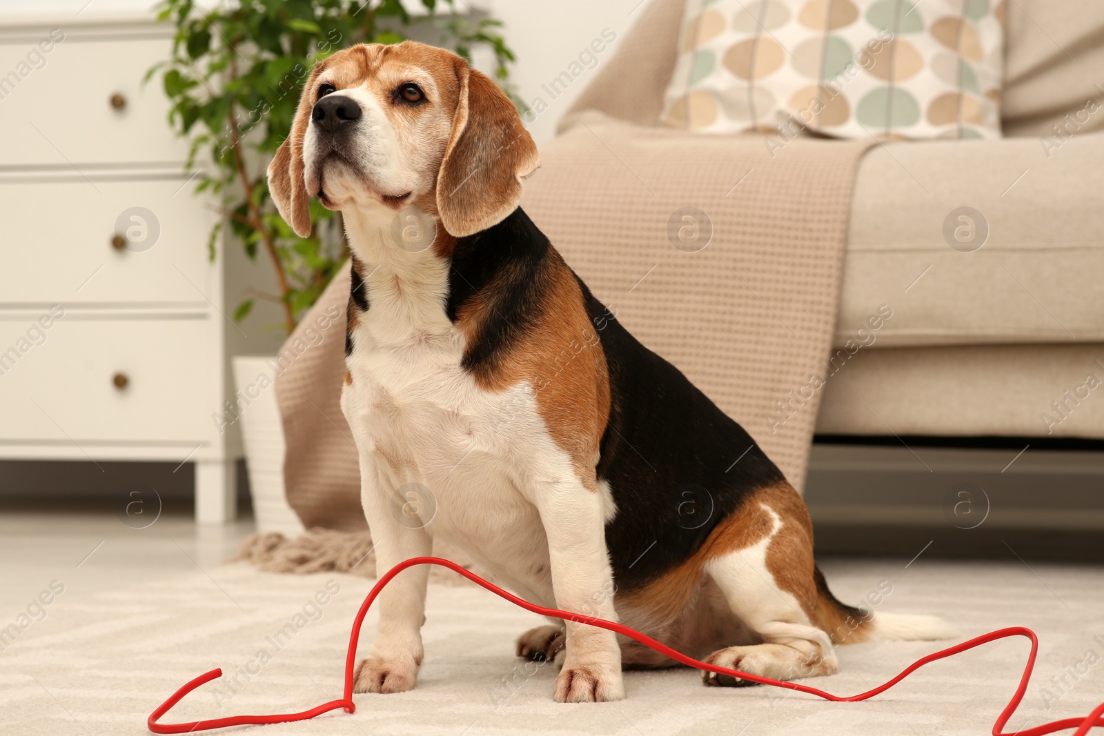 Photo of Naughty Beagle dog with damaged electrical wire near sofa indoors