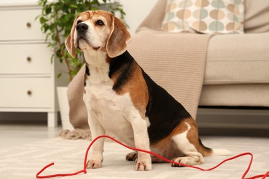 Photo of Naughty Beagle dog with damaged electrical wire near sofa indoors