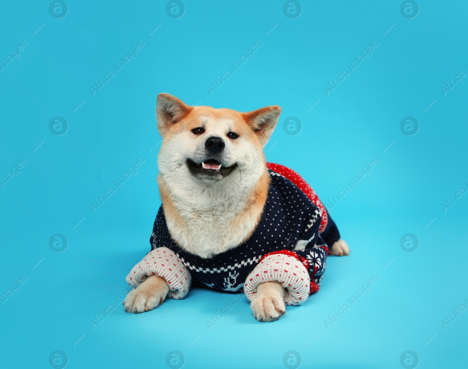 Photo of Cute Akita Inu dog in Christmas sweater on blue background