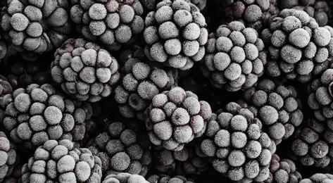 Tasty frozen blackberries as background, top view