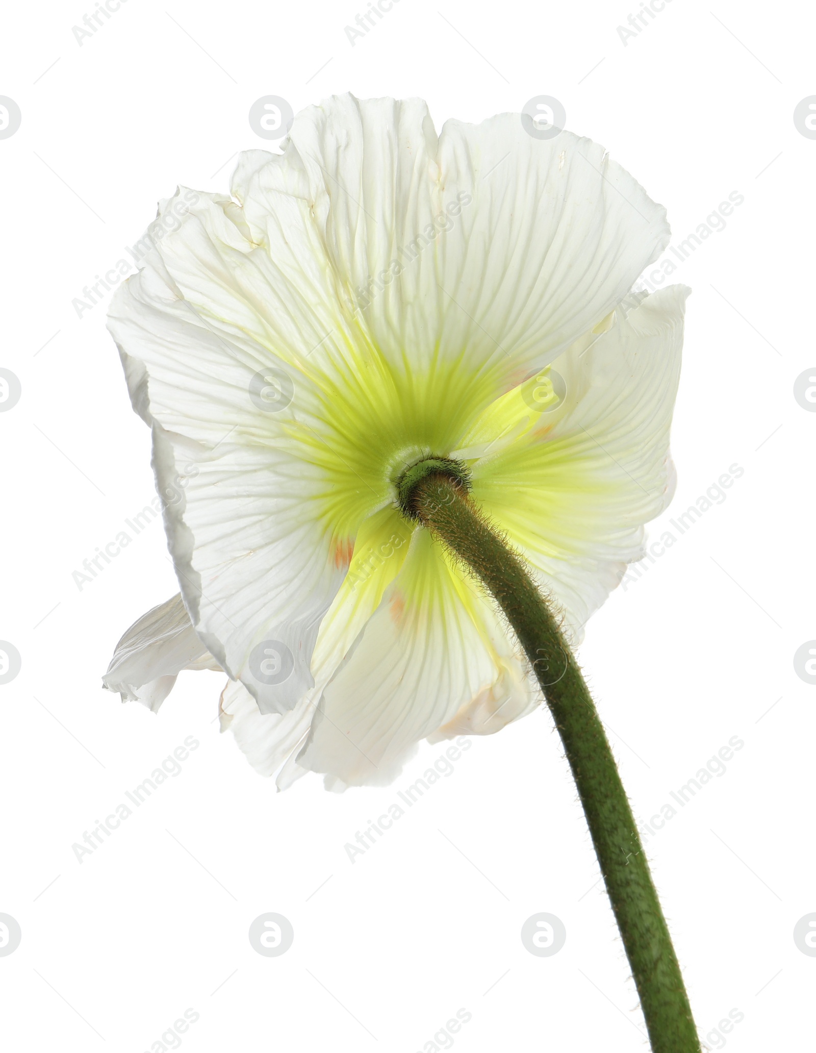 Photo of Beautiful poppy flower with tender petals isolated on white