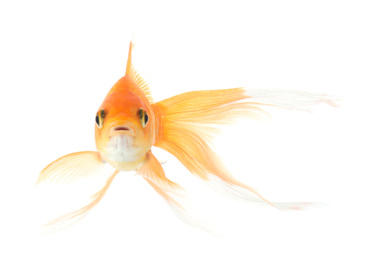 Beautiful bright small goldfish isolated on white