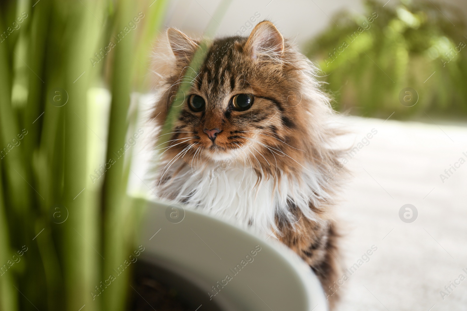 Photo of Adorable cat near houseplant on floor at home