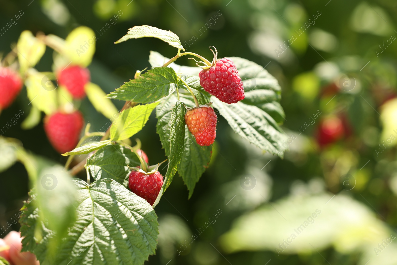 Photo of Red raspberries growing on bush outdoors, closeup