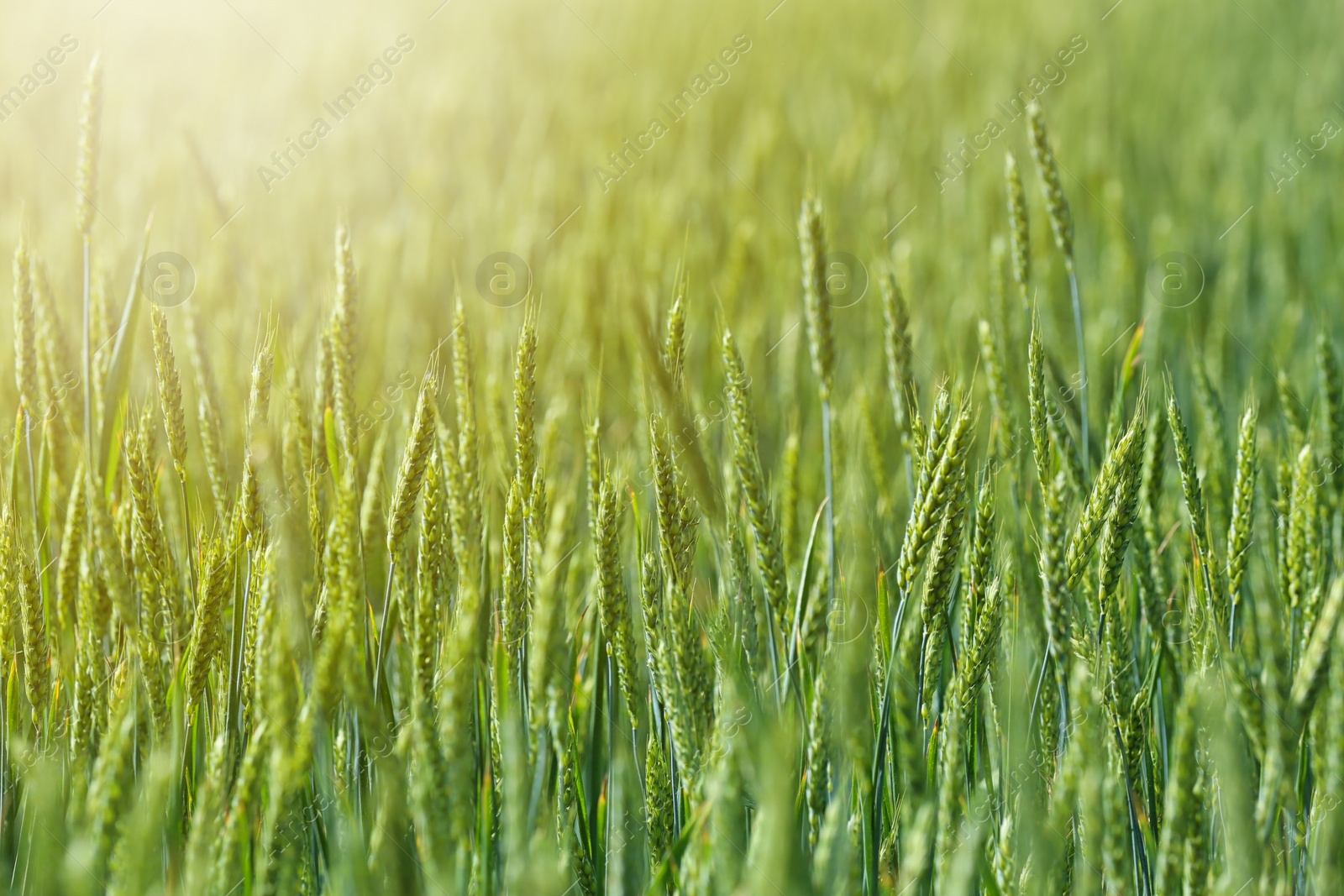 Photo of Wheat field on sunny day. Amazing nature in  summer