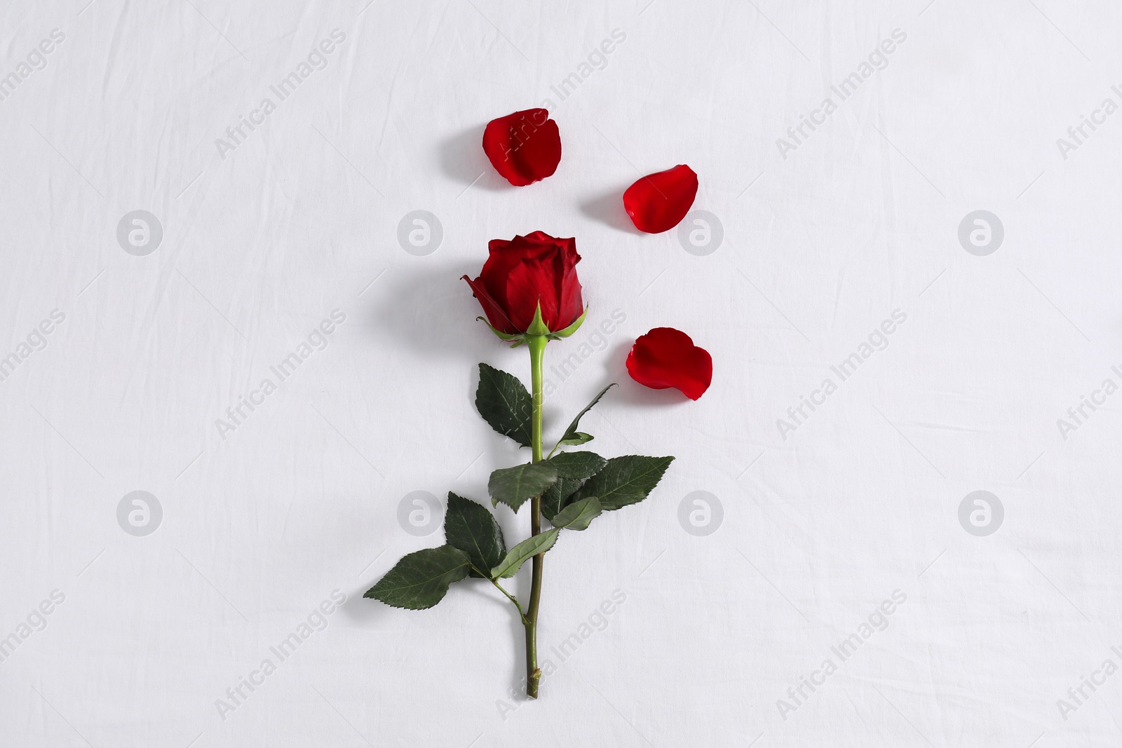 Photo of Honeymoon. Red rose and petals on bed, top view