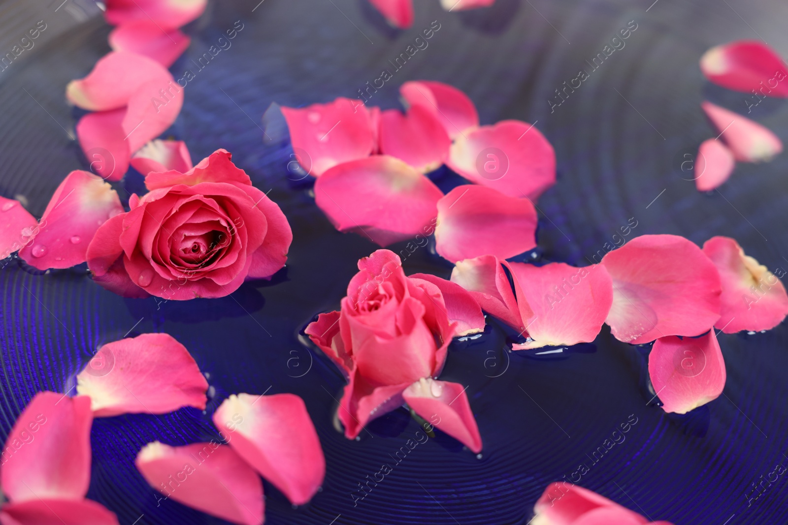 Photo of Pink roses and petals in water, closeup