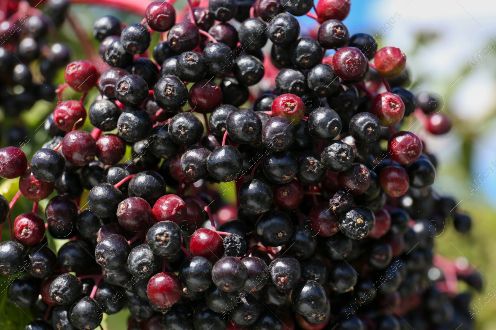 Photo of Tasty elderberries (Sambucus) growing on blurred background, closeup