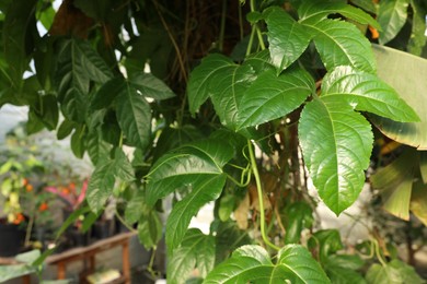 Photo of Beautiful Passiflora plant growing in greenhouse, space for text