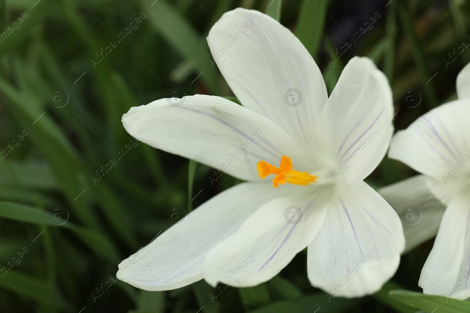 Photo of Beautiful crocus flower in garden, closeup. Spring season