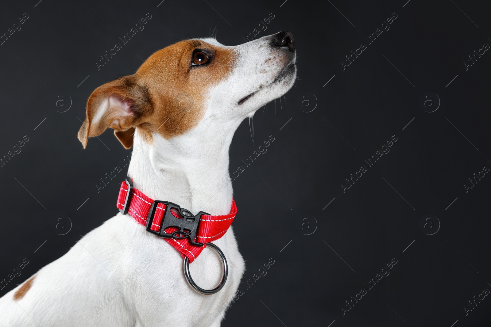 Photo of Adorable Jack Russell terrier with collar on black background