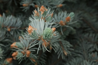 Beautiful branches of coniferous tree, closeup view