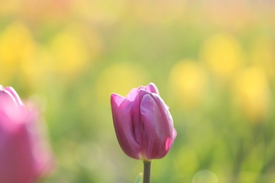 Fresh beautiful tulip in field, selective focus. Blooming flower