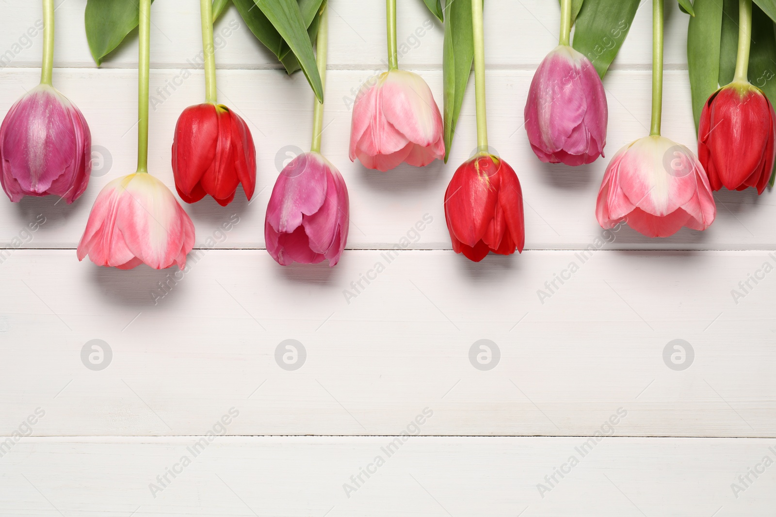 Photo of Beautiful colorful tulip flowers on white wooden table, flat lay. Space for text