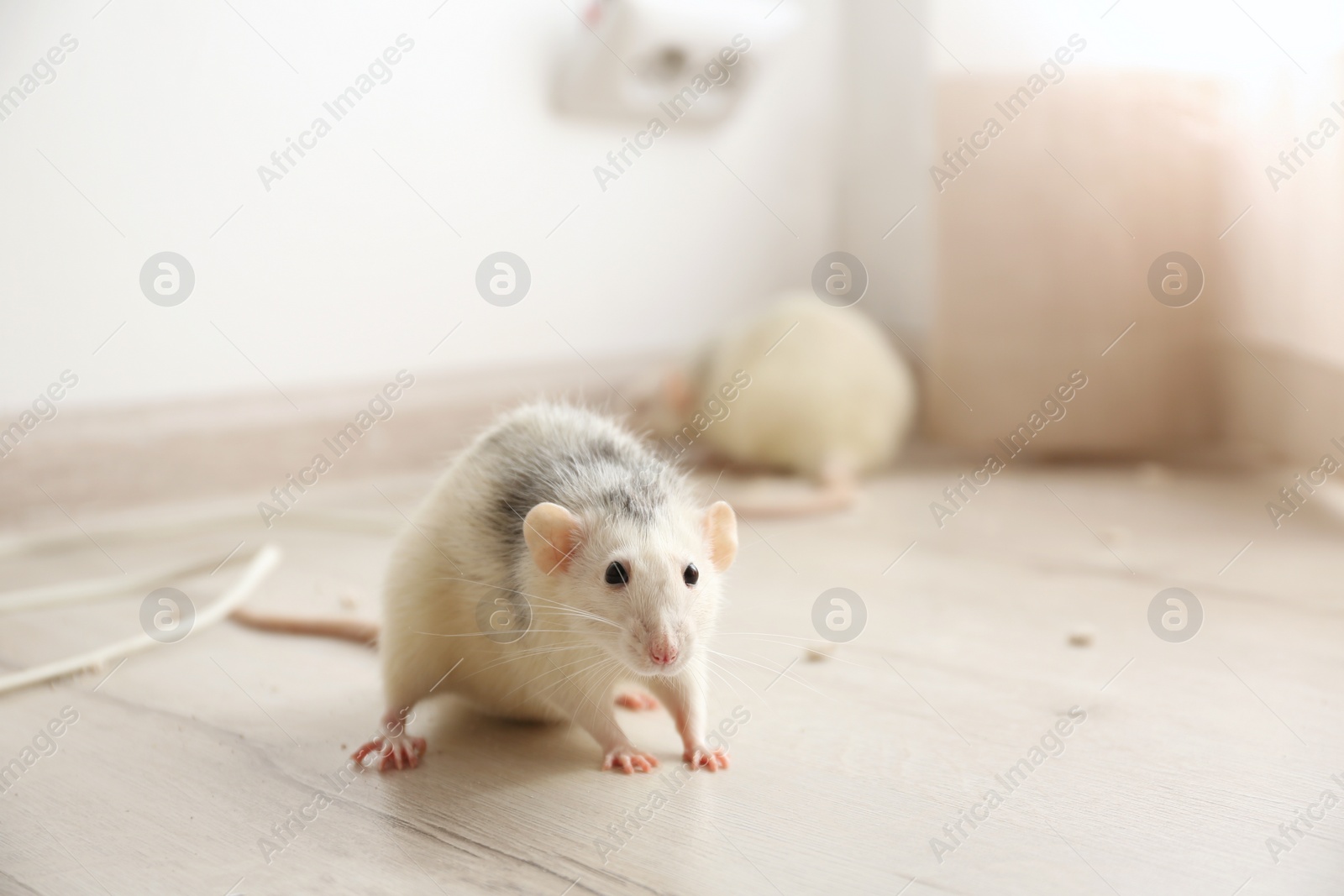 Photo of White rats on floor indoors. Pest control