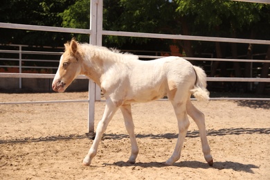 Photo of Cute baby horse in paddock on sunny day. Beautiful pet
