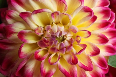 Photo of Beautiful blooming dahlia flower as background, closeup