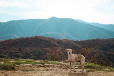 Photo of Adorable Cretan Hound dog in mountains on sunny day