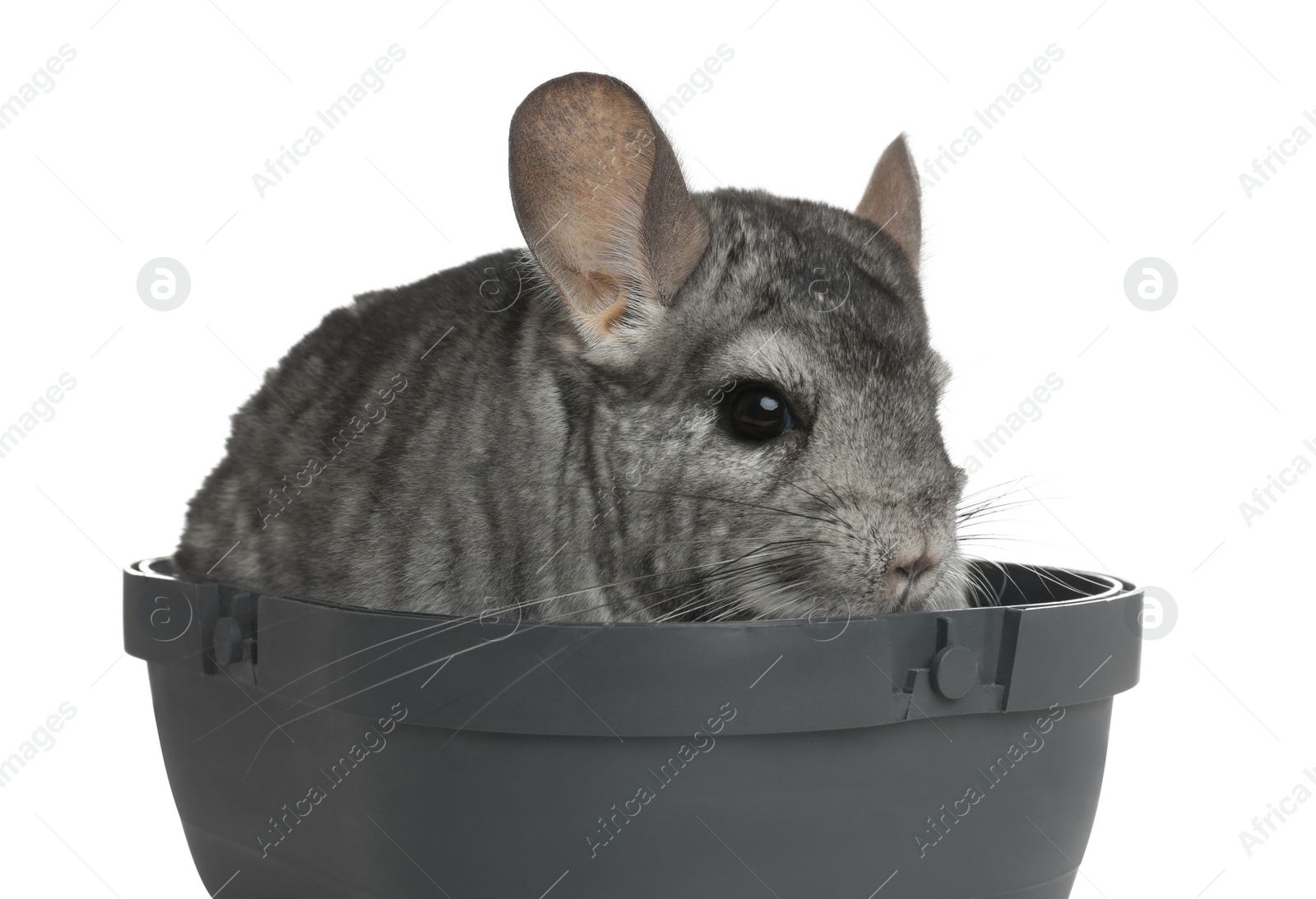 Photo of Cute grey chinchilla in box on white background