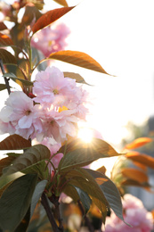 Photo of Blossoming pink sakura tree outdoors on spring day, closeup