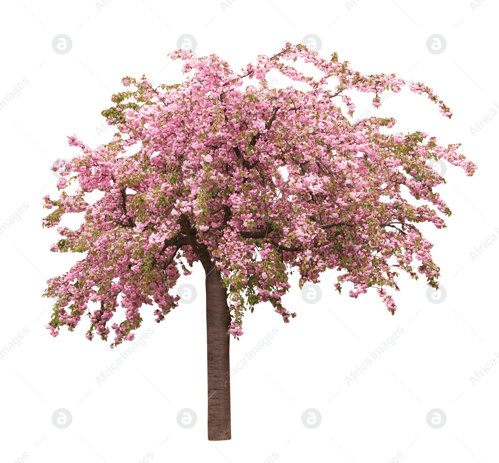 Image of Beautiful blossoming sakura tree on white background