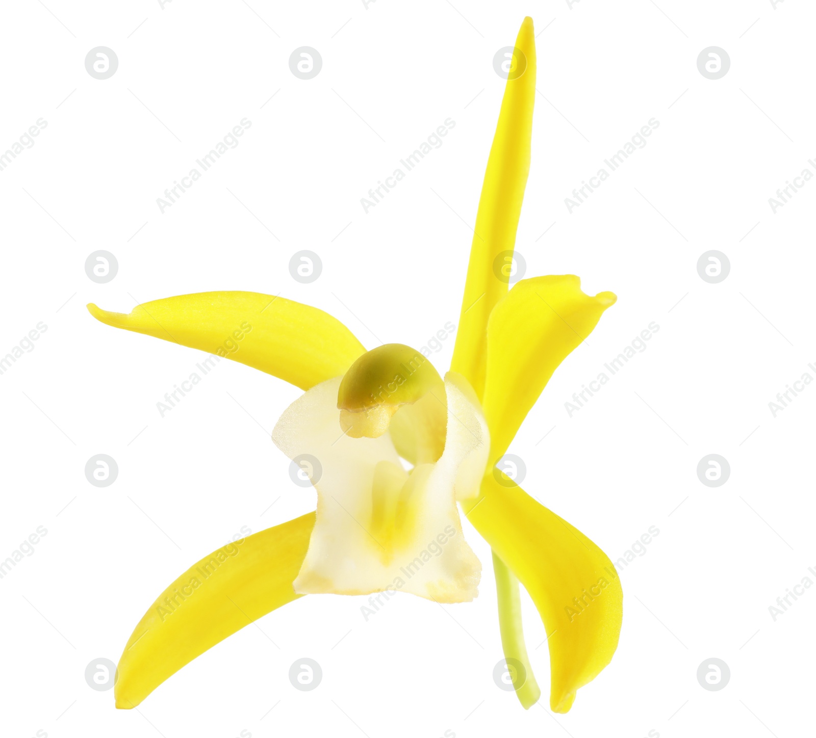 Photo of Yellow vanilla orchid flower isolated on white