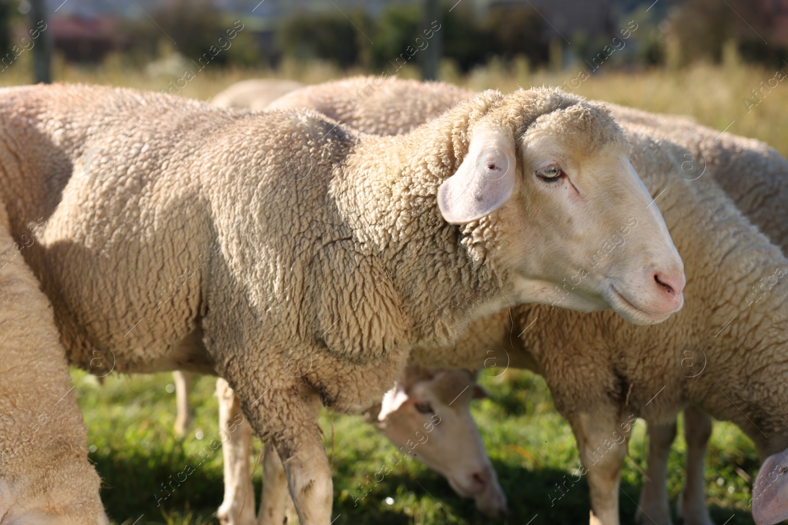 Photo of Cute sheep grazing outdoors on sunny day. Farm animals