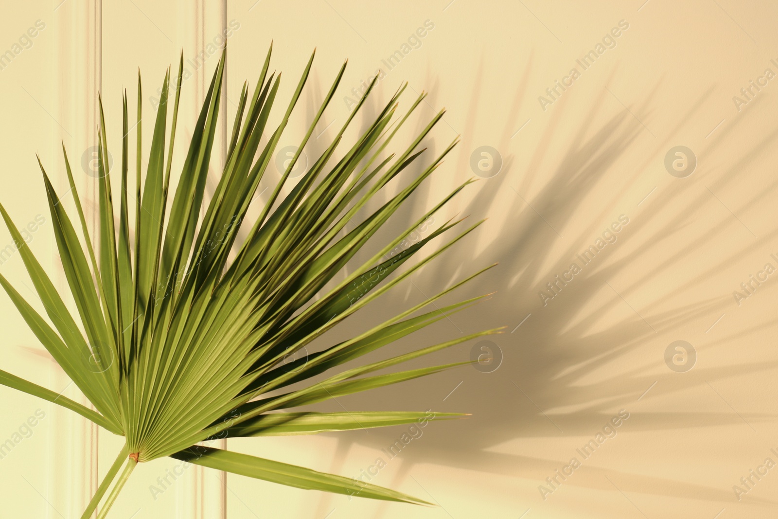 Photo of Tropical palm leaves casting shadow on beige wall