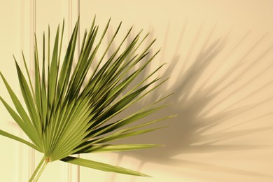 Tropical palm leaves casting shadow on beige wall