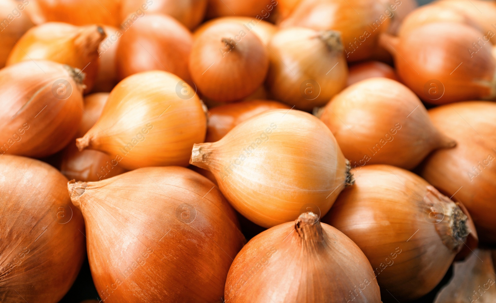 Photo of Fresh ripe onions, closeup