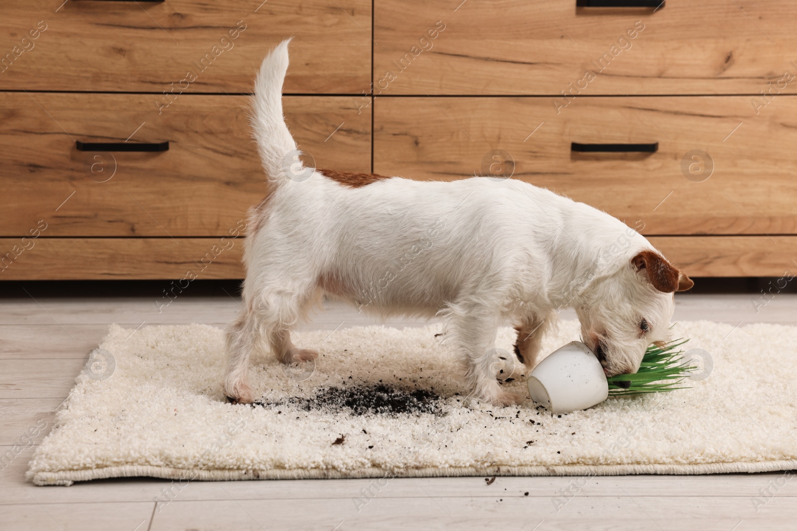 Photo of Cute dog near overturned houseplant on rug indoors