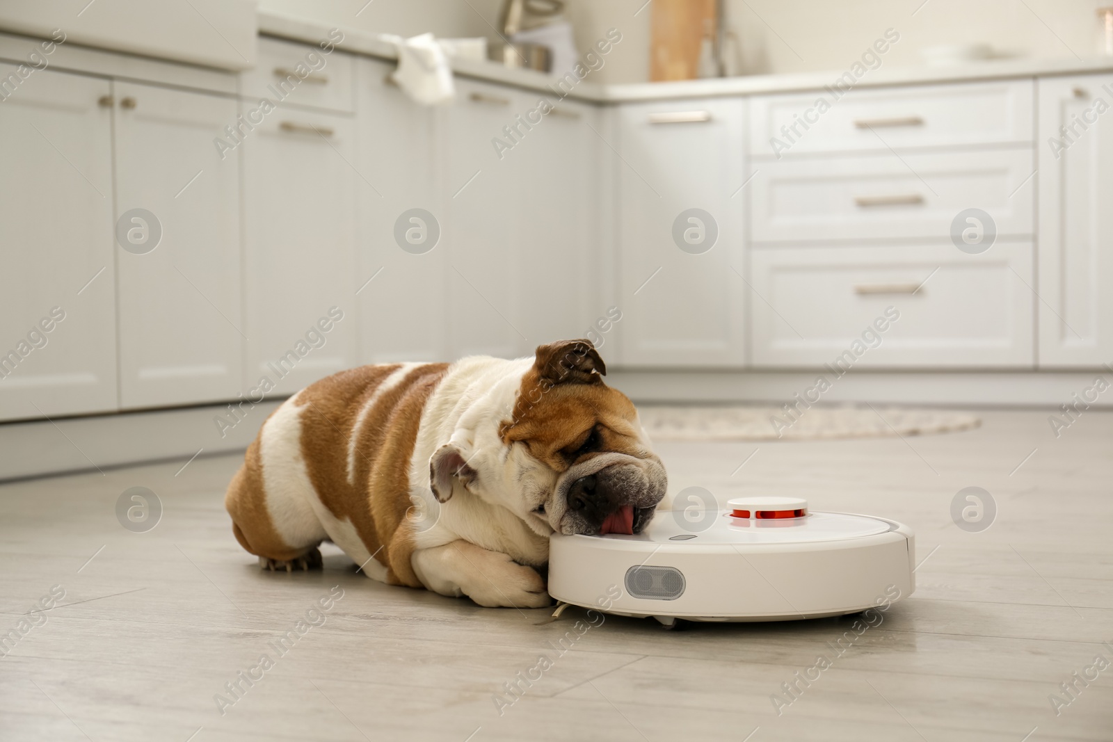 Photo of Robotic vacuum cleaner and adorable dog on floor in kitchen