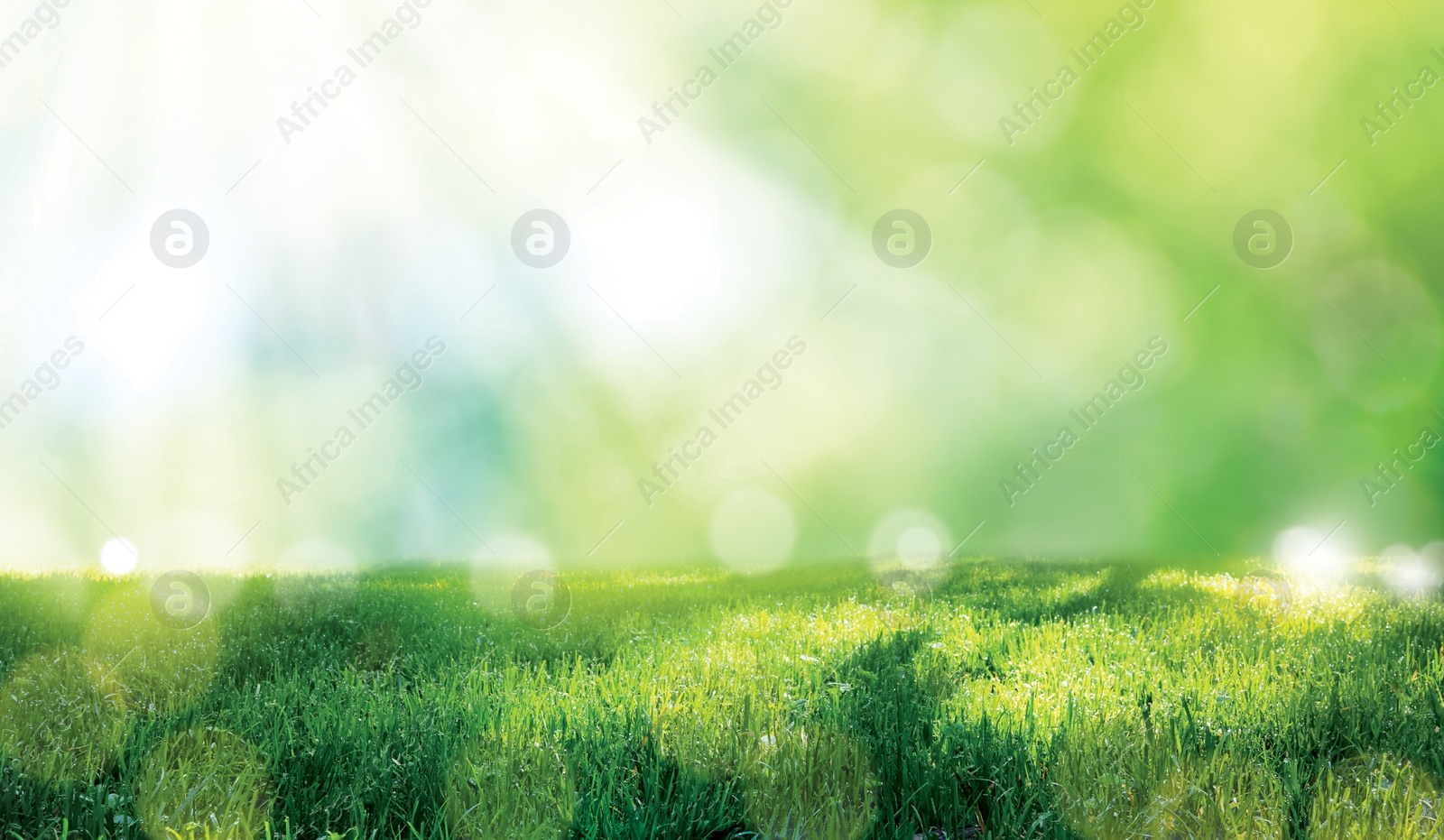 Image of Vibrant green grass outdoors on sunny day. Banner design