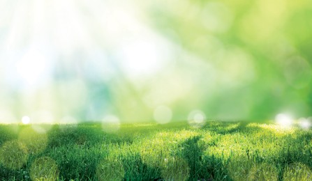 Image of Vibrant green grass outdoors on sunny day. Banner design