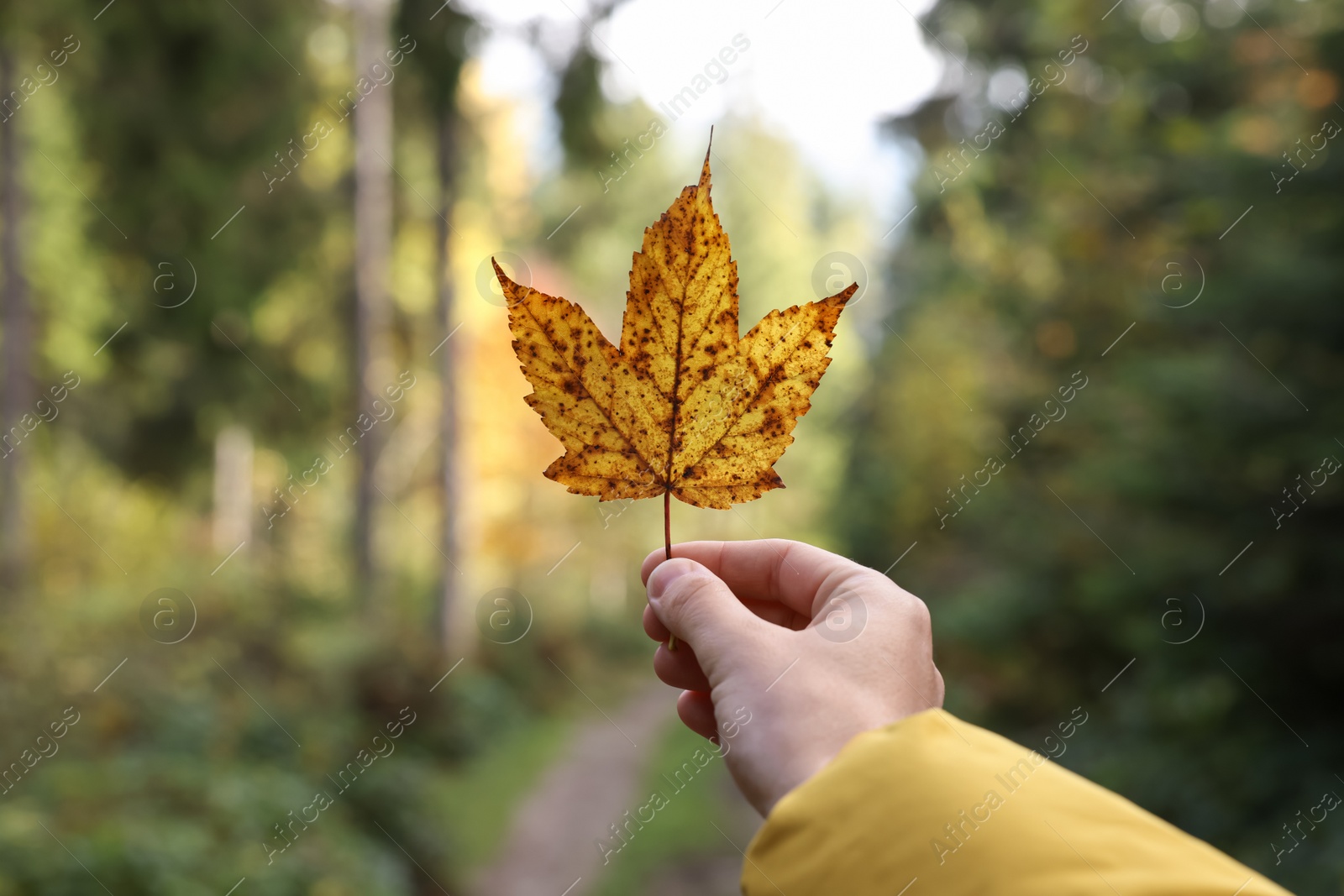 Photo of Woman holding beautiful autumn leaf near forest, closeup