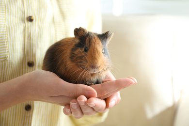 Woman holding cute small guinea pig indoors, closeup