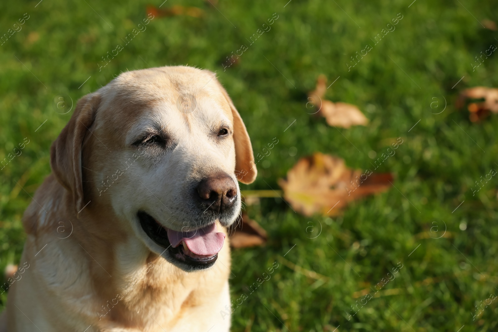 Photo of Happy yellow Labrador on green grass outdoors. Space for text